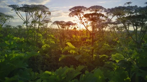 Low Angle Perspective of Hogweed in a Meadow Stock Footage 125447318