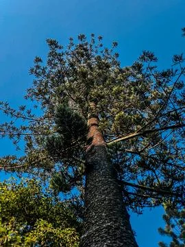 A low-angle perspective looking straight up the tall trunk of a pine tree t.. Stock Photos