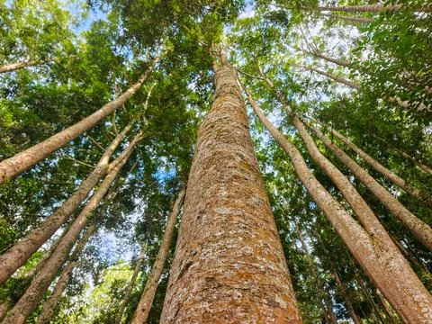 Low Angle Perspective Looking Up at Tall Forest Trees Stock Photos