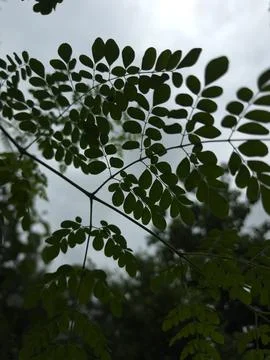 A low angle perspective of moringa branches reaching up towards a cloudy grey Stock Photos