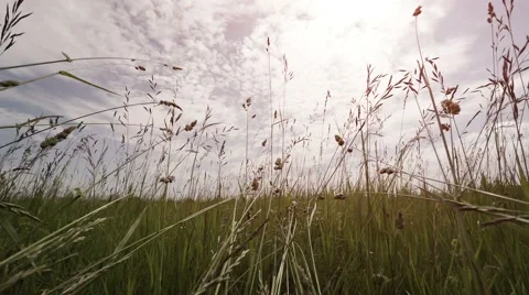 Low Angle Perspective of Passage through High Grass and Wildflowers Stock Footage 66777954
