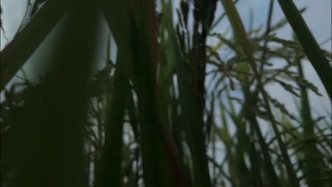 Low Angle Perspective of Ripening Rice Stalks Video stock 346226866