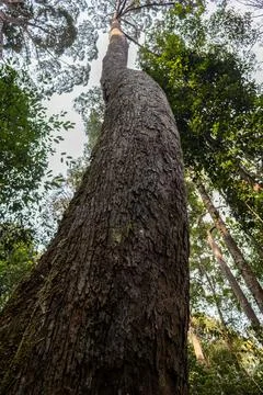 A low angle perspective shows a curved tree trunk with a long vertical hollow Фото