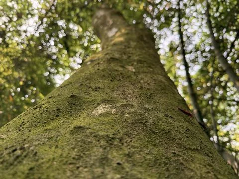 Low angle perspective shows small red bug crawling up a mossy tree Stock Photos