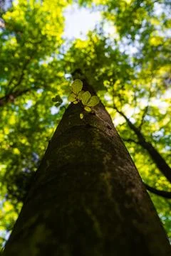 Low angle perspective of a solid tree trunk rising towards a bright sunlit .. Stock Photos