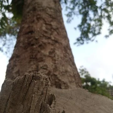 Low angle perspective from splintered tree stump looking up at park tree Stock Photos