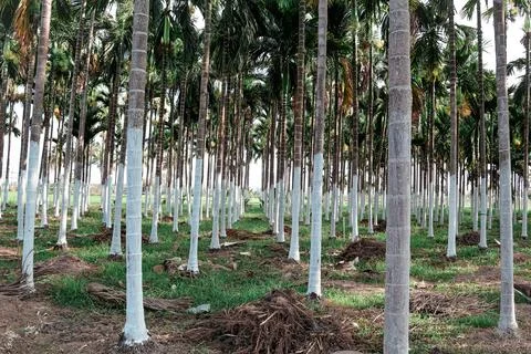 Low angle perspective of a tall areca palm tree Stock Photos