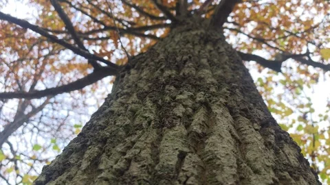 Low Angle Perspective Of A Thick Dark Tree Reaching Upward Stock Footage 348879229