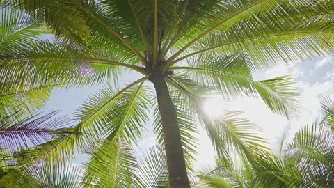 Low angle perspective view palm leaf sun bright sky background. Stock Footage 208605325