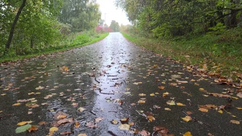 Low Angle Perspective Of Wet Forest Road Covered In Autumn Leaves Stock Footage 347975288