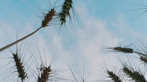 Low Angle Perspective Of Wheat Ears Against Soft Blue Sky Stock Footage 333493594