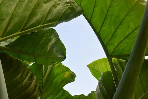 Low angle photo of large taro leaves. sky background Stock-Fotos