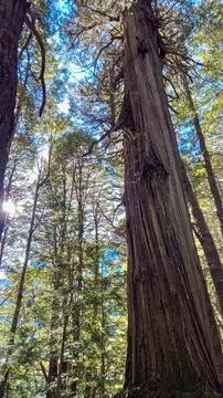Low angle of Pine and coniferous trees in a forest Stock Photos