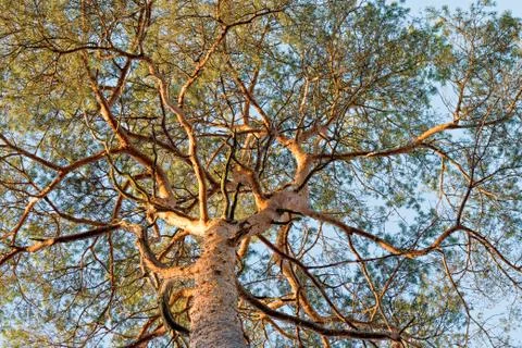 Low angle pine branches Stock Photos