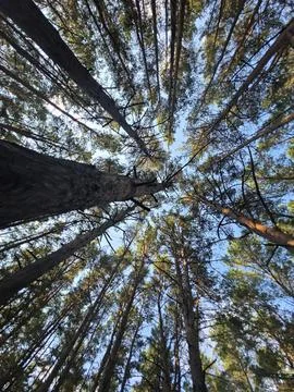 Low angle pine forest canopy Stock Photos