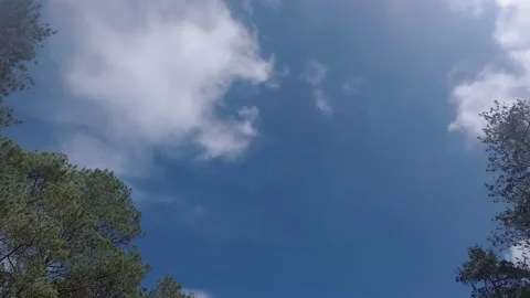 Low Angle Pine Forest, Sunlight, Clouds and Blue Sky a View From Moving Car Video stock 130594587