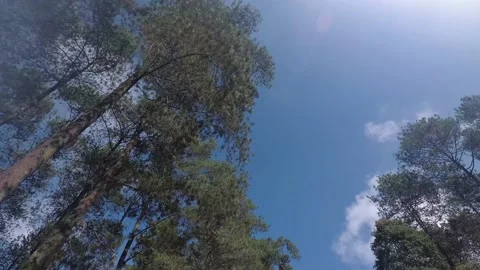 Low Angle Pine Forest, Sunlight, Clouds and Blue Sky a View From Moving Car Stock Footage 130594669