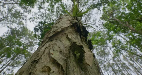Low Angle Pine Tree Trunk Mangunan Forest Stock Footage 333287652
