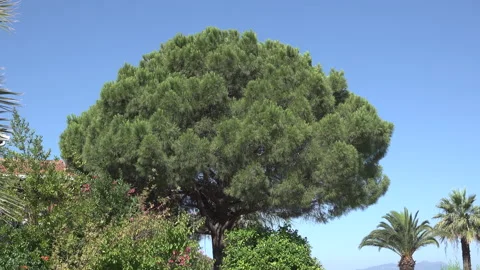 Low angle pine tree V1 Stock Footage 135476296