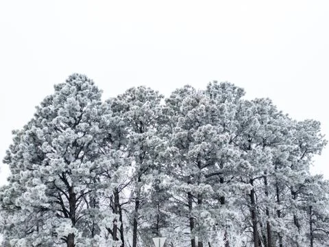 Low angle of pine trees covered with hoar frost Foto stock