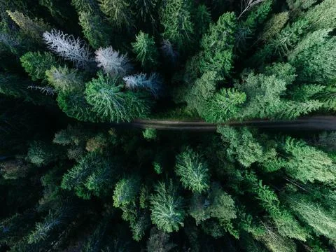 Low Angle Pine Trees Foto stock