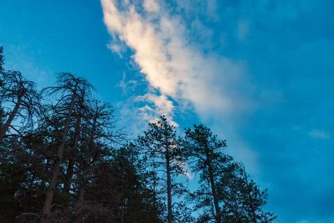 Low angle of pine trees in the twilight hours Stock Photos