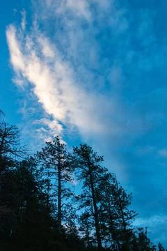 Low angle of pine trees in the twilight hours Stock Photos