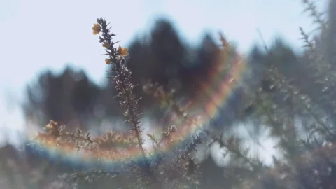 Low angle of a plant in close up with lens flare Stock Footage 252421858