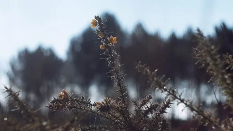 Low angle of a plant in close up with lens flare Stock Footage 252421909