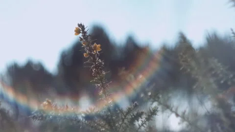 Low angle of a plant in close up with lens flare Stock Footage 252421913