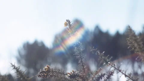 Low angle of a plant in close up with lens flare Stock Footage 252421946