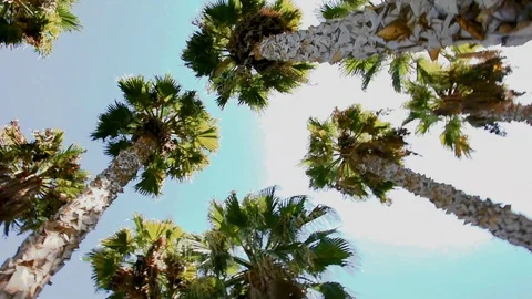 Low angle point of view of looking up to the sky palm trees spinning Stock Footage 129624614