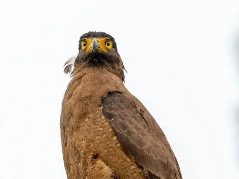 Low-angle portrait of a Crested Serpent Eagle looking directly at the camera Stock Photos
