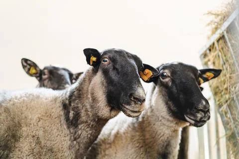Low-angle portrait of a grey-black sheep on a livestock farm. Stock Photos