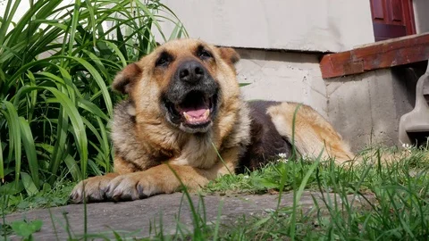 Low angle portrait shot of an old 13 year german shepherd Stock Footage 112751794