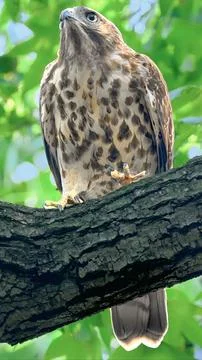 Low angle portrait of spotted hawk bird perching on tree branch in forest canopy Stock Photos