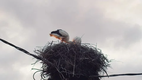 Low angle portrait of two white storks standing in nest up in the sky copy space Stock Footage 161381937