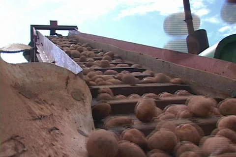 Low Angle of Potatoes on Farming Equipment Agriculture Stock Footage 141011
