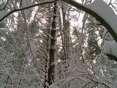 Low angle POV of bare branches of tree canopy covered in snow. Stock Footage 86750395