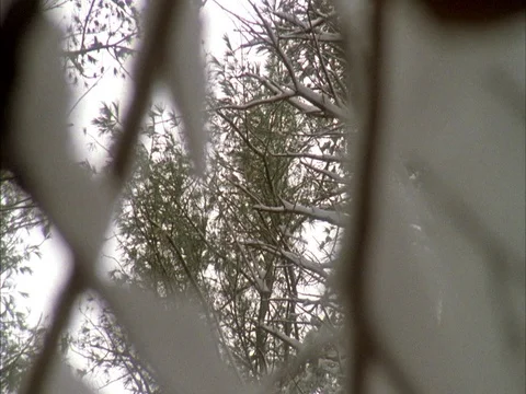 Low angle POV of bare branches of tree canopy covered in snow. Stock Footage 86750399