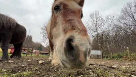 Low angle pov of brown pony Stock Footage 277515470
