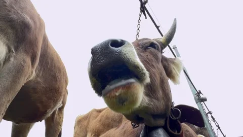 Low angle pov of cow chewing with bell at livestock fair Stock Footage 277516518