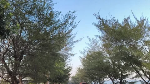 Low Angle POV Driving Through Pine Trees Under Clear Blue Sky Vídeos de archivo 341507877