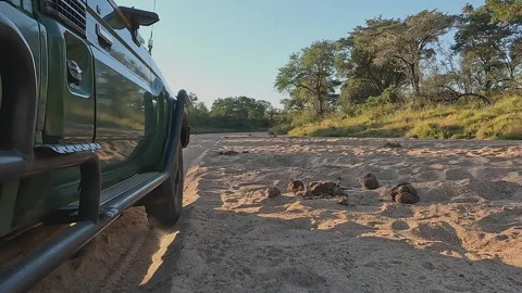 Low angle POV: Forest green safari truck driving in deep sand ruts Stock Footage 341324148