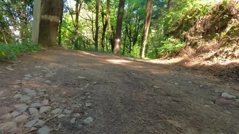 Low Angle POV Hiking On Dirt Trail Through Deodar And Oak Forest Video stock 338227380