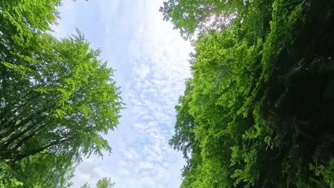 Low angle POV shot looking up at green forest tree canopies framing a blue sky Vídeo Stock 346182048