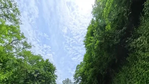 Low angle POV shot looking up at green forest tree canopies framing a blue sky Vídeo Stock 346182085