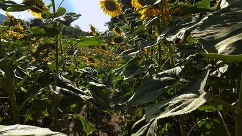 Low Angle POV Shot Walking Through a Blooming Sunflower Field 動画素材 344179434