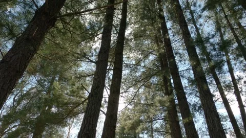 Low-Angle POV of Tall Pine Trees in the Forest Near Castel San Vincenzo, Italy Vídeos de archivo 332429575