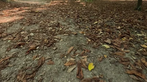 Low Angle POV Walking on Forest Floor Covered with Crunchy Autumn Leaves Stock Footage 319496360